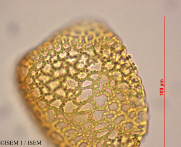 Agave americana - lame n° 29008